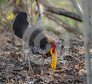 A brush turkey with large yellow neck flap scratching leaves