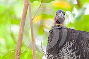 Brush-turkey native Australian bird.