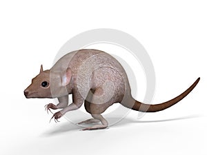 Brushed Tail Bettong, 3D Illustration