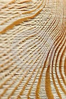 Brushed wood texture