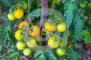 Brushes with ripe tomatoes on a branch, on a plant bush. Growing and caring for tomatoes in the garden. Selective focus