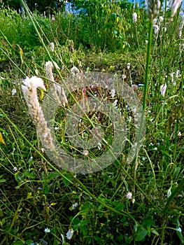 brushes with various kind of grass and common bistort at the sidewalk