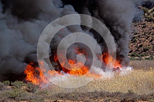 Brushfire photo