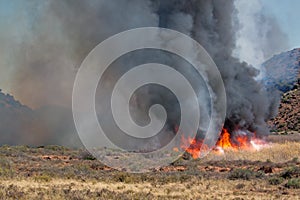 Brushfire photo
