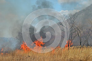 Brushfire 19 photo