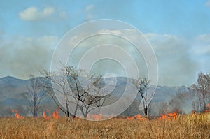 Brushfire 20 photo