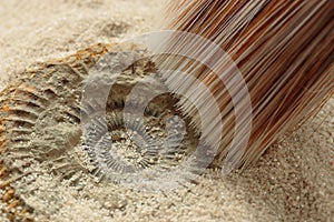 Brushing away sand to reveal an Ammonite fossil