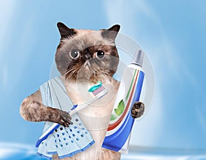 Brushing teeth cat.