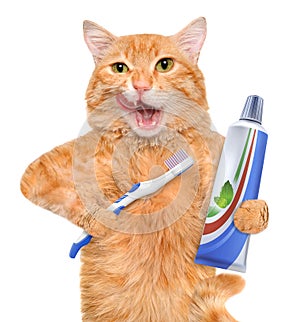 Brushing teeth cat. photo