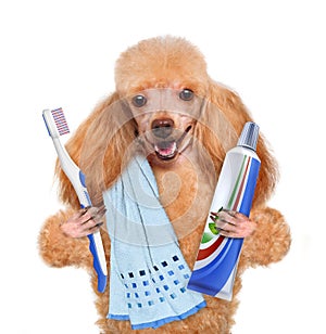 Brushing teeth dog