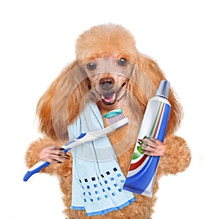 Brushing teeth dog photo
