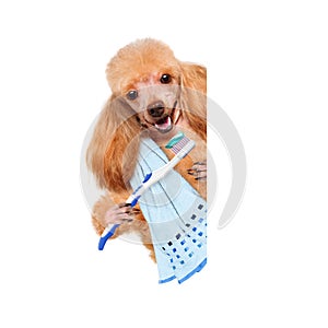 Brushing teeth dog