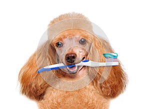 Brushing teeth dog photo