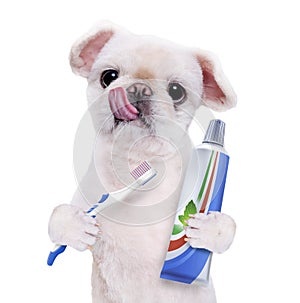 Brushing teeth dog .