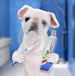 Brushing teeth dog .