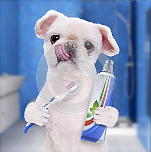 Brushing teeth dog .