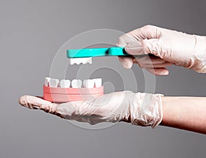 Brushing teeth on toy jaw model with kids toothbrush. Oral dental hygiene for children concept