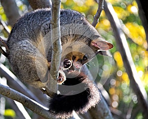 Brushtail Possum