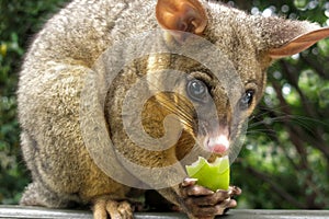 Brushtail possum eating apple photo