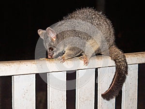 A Brushtail Possum Feeding