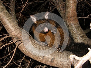 Brushtail Possum