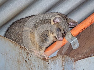 A Brushtail Possum on a Roof