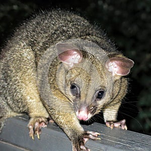 Brushtail possum