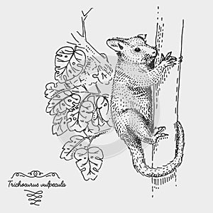 Brushtail Possum Trichosurus vulpecula engraved, hand drawn vector illustration in woodcut scratchboard style, vintage