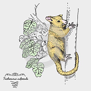 Brushtail Possum Trichosurus vulpecula engraved, hand drawn vector illustration in woodcut scratchboard style, vintage