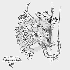 Brushtail Possum Trichosurus vulpecula engraved, hand drawn vector illustration in woodcut scratchboard style, vintage photo