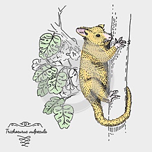 Brushtail Possum Trichosurus vulpecula engraved, hand drawn vector illustration in woodcut scratchboard style, vintage photo