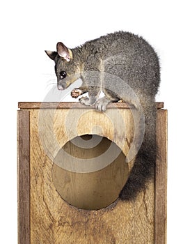 Brushtail Possum on white background