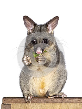 Brushtail Possum on white background