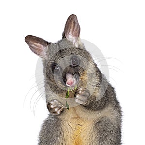 Brushtail Possum on white background