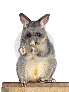 Brushtail Possum on white background photo