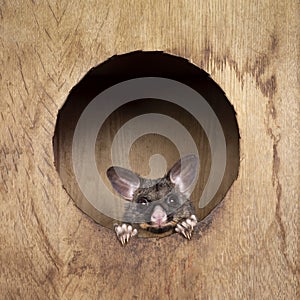 Brushtail Possum on white background photo