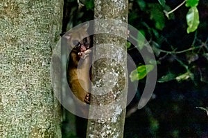 Brushtail Possums Sitting in a Tree and Eating a Peanut, Australia