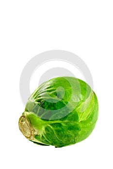 Brussel sprout