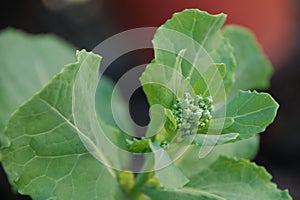 Brussel Sprout Plant