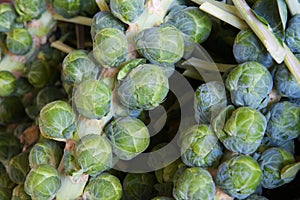 Brussel sprout stalks photo