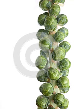 Brussel Sprout Stem