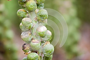 Brussel sprouts in dutch field in holland ready for harvest in autumn