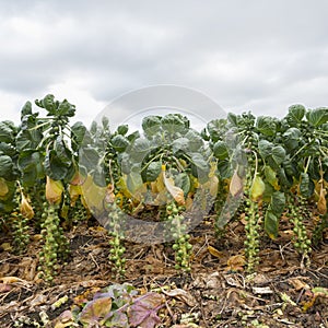 Brussel sprouts in dutch field in holland ready for harvest in autumn