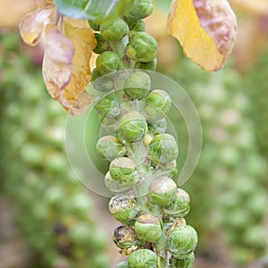 Brussel sprouts in dutch field in holland ready for harvest in autumn