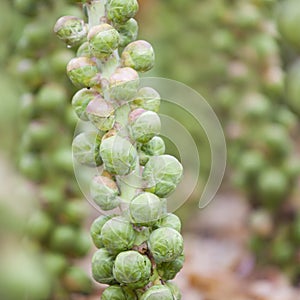 Brussel sprouts in dutch field in holland ready for harvest in autumn