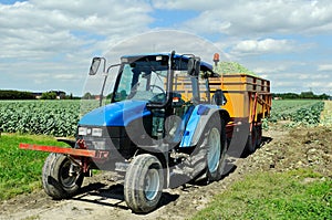 Brussel sprouts loaded in semi trailer