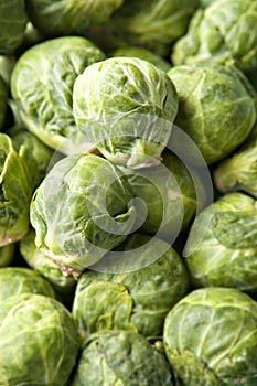 Brussel Sprouts in Pile