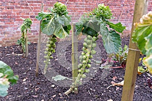 Brussel sprouts on plant