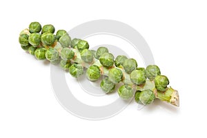 Brussel sprouts on plant stem