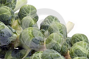 Brussel Sprouts on Stalk